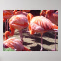Flamingo Dancers posters