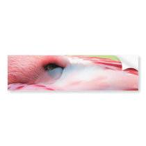 Flamingo Feathers Bumper Stickers