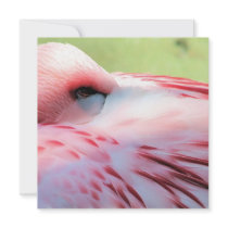 Flamingo Feathers Invitations