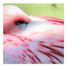 Flamingo Feathers Invitations
