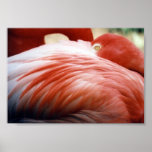 Flamingo Feathers Print