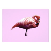 Flamingo Invite
