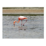 Flamingo, Isla Seymour, Galapagos Postcard