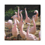 Flamingo magnet