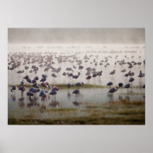 Flamingo Mist Print