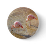 Flamingo Morning
