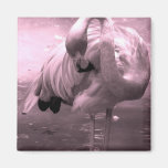 Flamingo photo tinted pink, pink flamingo! fridge magnets