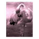 Flamingo photo tinted pink, pink flamingo! postcard