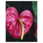 Flamingo plant custom flyer