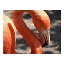 Flamingo postcards