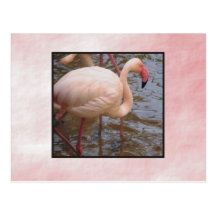 Flamingo Post Card