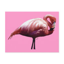 Flamingo Postcard
