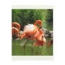 Flamingo Postcard