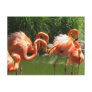 Flamingo Postcard