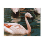 Flamingo postcards
