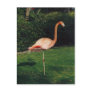 Flamingo Postcards