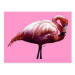 Flamingo Postcard