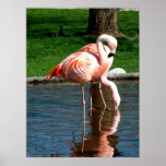 Flamingo Print