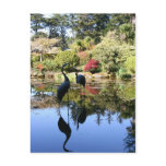 Flamingo Reflection postcards