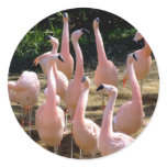 Flamingo sticker
