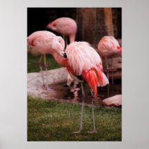 Flamingo - The Flamingo Posters