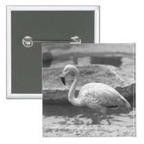 Flamingo wading in water B&W buttons