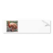 Flamingos Bumper Stickers