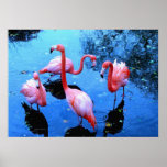 Flamingos Dancing posters