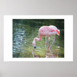 Flamingo's Drink Print