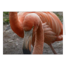 Flamingos Greeting Card