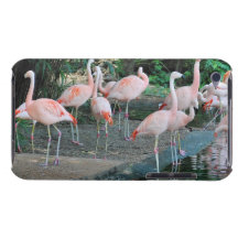 Flamingos in the Park 1 iPod Touch Cases