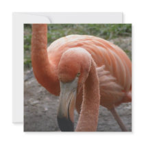 Flamingos Invitations