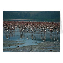 Flamingos, Lake Nakuru, Kenya Greeting Card
