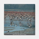Flamingos, Lake Nakuru, Kenya Magnets