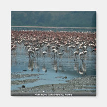 Flamingos, Lake Nakuru, Kenya Magnets
