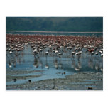 Flamingos, Lake Nakuru, Kenya Postcards