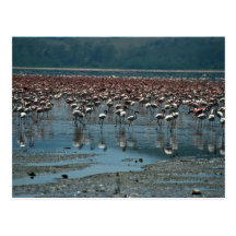 Flamingos, Lake Nakuru, Kenya Postcards