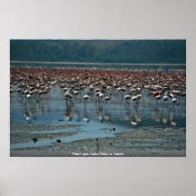 Flamingos, Lake Nakuru, Kenya Print