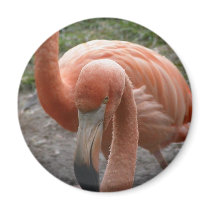 Flamingos Magnet