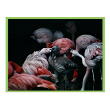 Flamingos Post Card