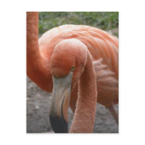 Flamingos Postcard