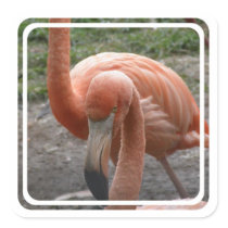 Flamingos Stickers