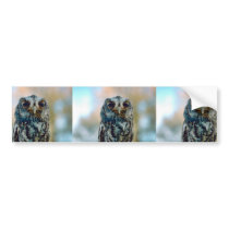 Flammulated owl bumper sticker