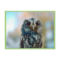 Flammulated owl post card