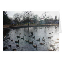 Flapping Goose card