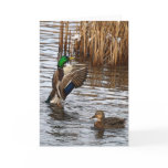 Flapping MALLARD DUCK Wildlife Photo Greeting Card