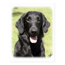 Flat Coated Retriever 9Y040D-040 Postcards