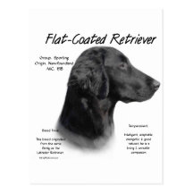 Flat-Coated Retriever History Design Postcard