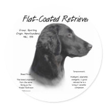 Flat-Coated Retriever History Design