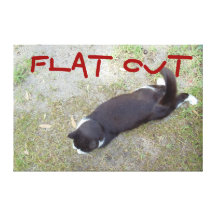 flat out cat gallery wrapped canvas